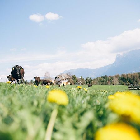 Alpin Farm Birke - Oberweidacherhof Collalbo Exterior foto