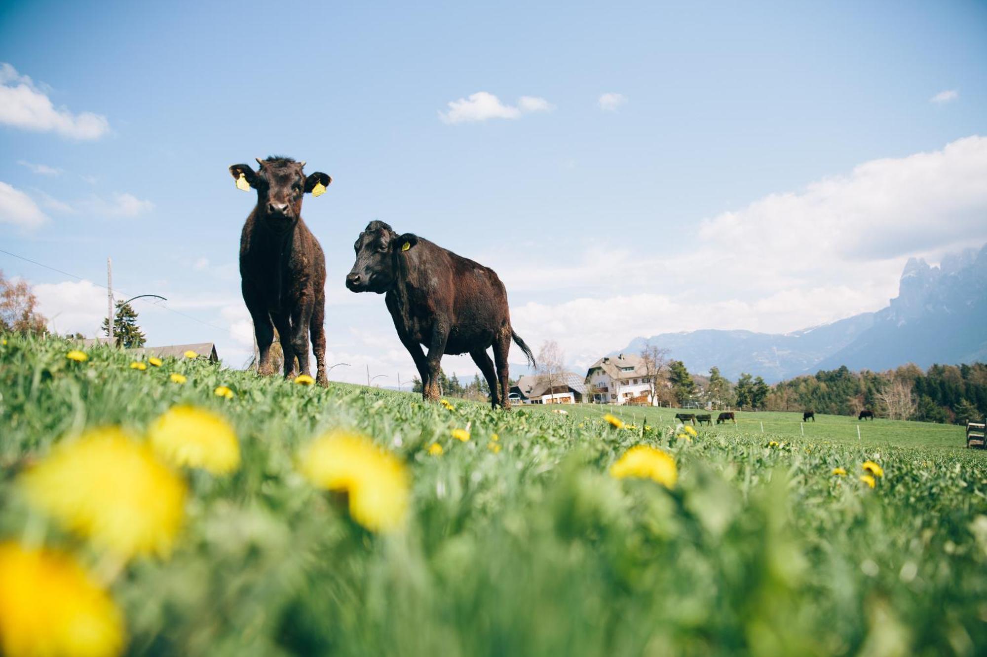 Alpin Farm Birke - Oberweidacherhof Collalbo Exterior foto