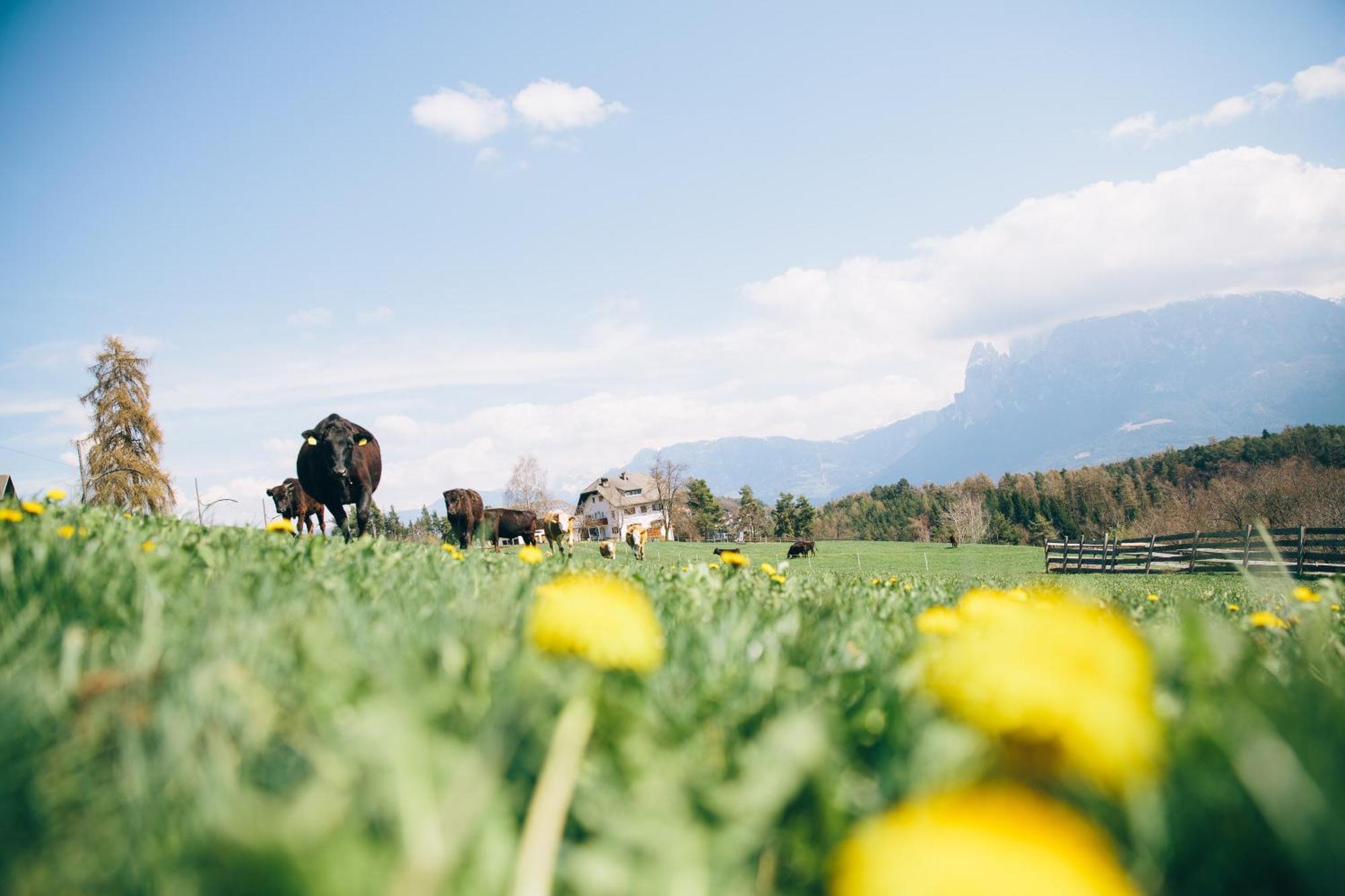 Alpin Farm Birke - Oberweidacherhof Collalbo Exterior foto