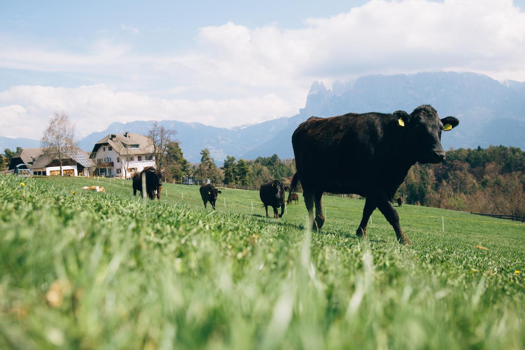 Alpin Farm Birke - Oberweidacherhof Collalbo Exterior foto